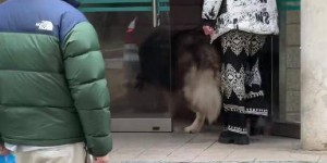 70 岁父亲被自家大狗咬进手术室，女儿给狗做安乐却遭网暴